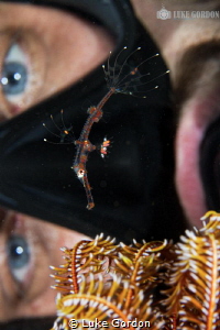 Muck habitat researcher Maarten De Brauwer hovers behind ... by Luke Gordon 